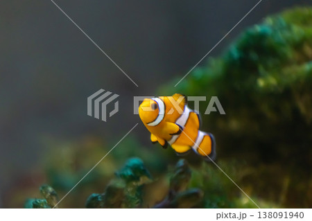 岩場の陰のカクレクマノミ_縦 岩場の陰のカクレクマノミ_縦 138091940