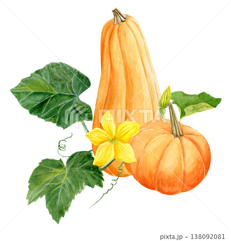 Hand-drawn watercolor two orange pumpkin with a yellow blossom, green leaves, and a flower bud. 138092081