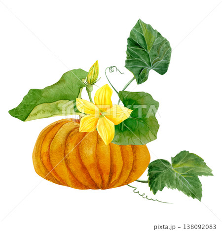 Hand-drawn watercolor orange pumpkin with a yellow blossom, green leaves, and a flower bud. 138092083