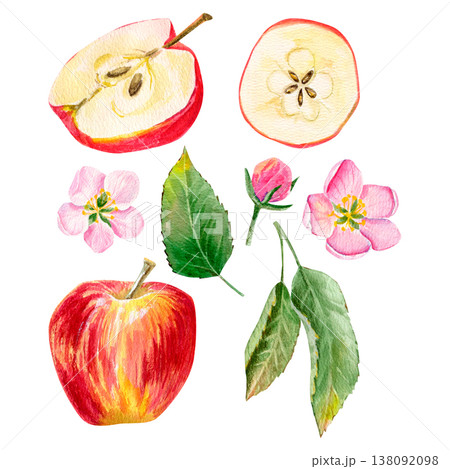 watercolor hand drawn set with juicy red apple, slices and pink flowers and bud, green leaves on a branch watercolor hand drawn set with juicy red apple, slices and pink flowers and bud, green leaves on a branch 138092098