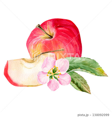 A high-quality, hand-drawn composition with a juicy red apple and half and slice with flower and leaves A high-quality, hand-drawn composition with a juicy red apple and half and slice with flower and leaves 138092099