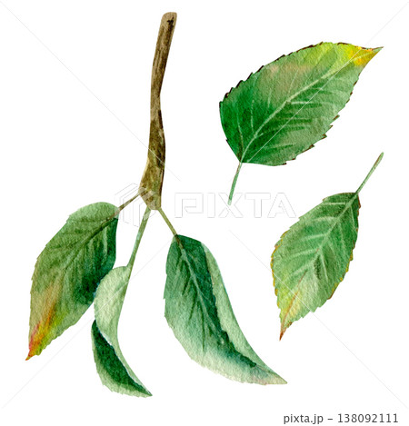 Watercolor hand drawn set with leaves and branch with leaves. Delicate, natural shades of green, light watercolor texture Watercolor hand drawn set with leaves and branch with leaves. Delicate, natural shades of green, light watercolor texture 138092111