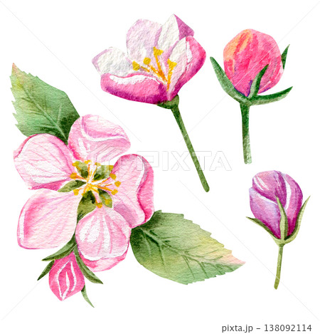 Watercolor hand drawn set with apple pink flowers and buds on a green branch with leaves. Watercolor hand drawn set with apple pink flowers and buds on a green branch with leaves. 138092114