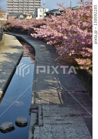 淀水路の河津桜(京都市伏見区) 138092285