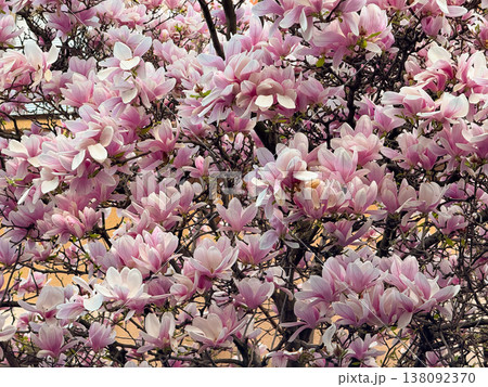 Magnolia tree covered with pink flowers. Seasonal flowering display, botanical diversity, outdoor photography theme, spring vegetation and urban park scenery 138092370