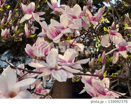 Magnolia tree covered with pink flowers. Seasonal flowering display, botanical diversity, outdoor photography theme, spring vegetation and urban park scenery Magnolia tree covered with pink flowers. Seasonal flowering display, botanical diversity, outdoor photography theme, spring vegetation and urban park scenery 138092376