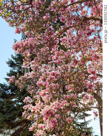 Magnolia tree full of pink blossoms spreading wide branches in urban garden. Abundant flowering, seasonal landscaping, residential greenery, decorative horticulture and springtime city environment Magnolia tree full of pink blossoms spreading wide branches in urban garden. Abundant flowering, seasonal landscaping, residential greenery, decorative horticulture and springtime city environment 138092382