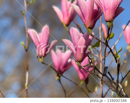 Closeup of white and pink magnolia flowers on branches in warm sunlight. Floral texture, botanical study, ornamental gardening, seasonal bloom detail and natural plant structure exploration 138092386