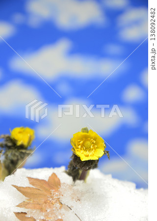 福寿草 138092482