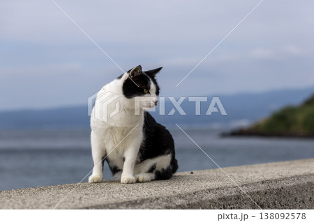 海を背景にたたずむ白黒の猫 138092578