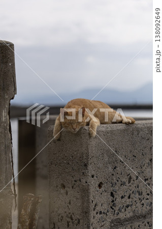 海辺の護岸で昼寝をする茶トラ猫 138092649