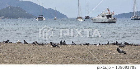 Pigeons on sandy beach with boats and mountains in the background Pigeons on sandy beach with boats and mountains in the background 138092788