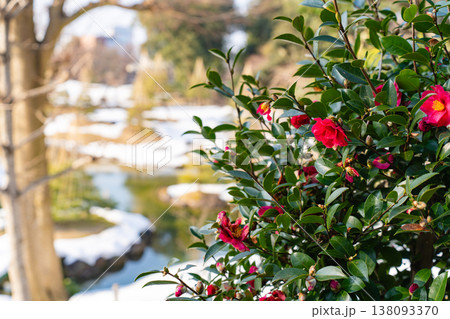 玉泉院丸庭園の雪景色に咲く椿の花 138093370