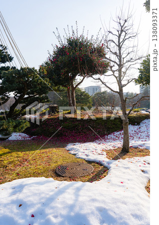 玉泉院丸庭園の雪景色に咲く椿の花 玉泉院丸庭園の雪景色に咲く椿の花 138093371