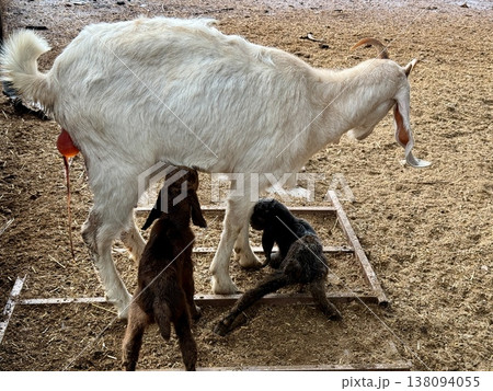 Newborn baby goats with their mother on a livestock farm. A herd of goats on a livestock farm. 138094055