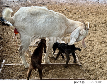 Newborn baby goats with their mother on a livestock farm. A herd of goats on a livestock farm. Newborn baby goats with their mother on a livestock farm. A herd of goats on a livestock farm. 138094056