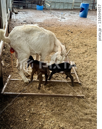 Newborn baby goats with their mother on a livestock farm. A herd of goats on a livestock farm. 138094057