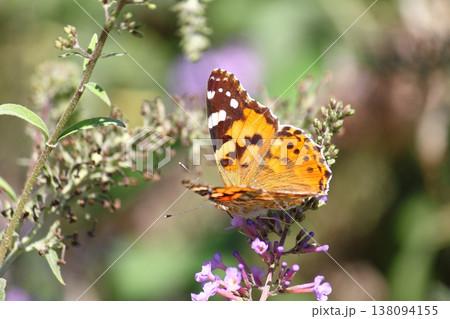 Flower in garden at sunny summer or spring day. beautiful butterfly. Flower in garden at sunny summer or spring day. beautiful butterfly. 138094155