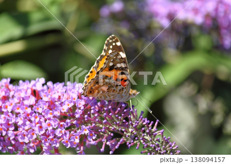 Flower in garden at sunny summer or spring day. beautiful butterfly. Flower in garden at sunny summer or spring day. beautiful butterfly. 138094157