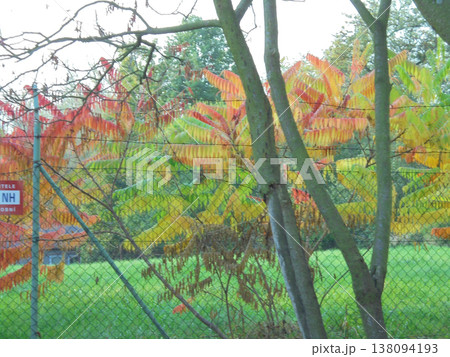 Multiple colorful bushes and trees with red and green leaves in autumn 138094193