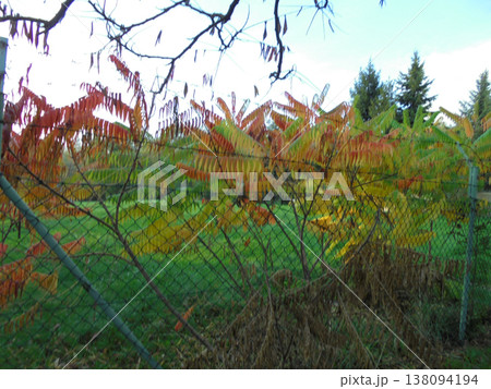 Autumn scene of many bushed with feathery leaves with beautiful colors 138094194