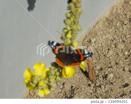 Blurred butterfly red admiral sitting on yellow flower,showing its beauty. 138094201