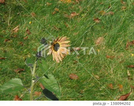 Beautiful sunflower plant in full bloom with fresh green meadow background Beautiful sunflower plant in full bloom with fresh green meadow background 138094202