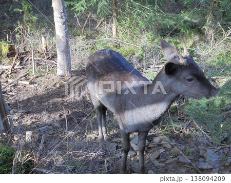 Cute fallow deer fawn looking to the right in forest in enclosure. Cute fallow deer fawn looking to the right in forest in enclosure. 138094209