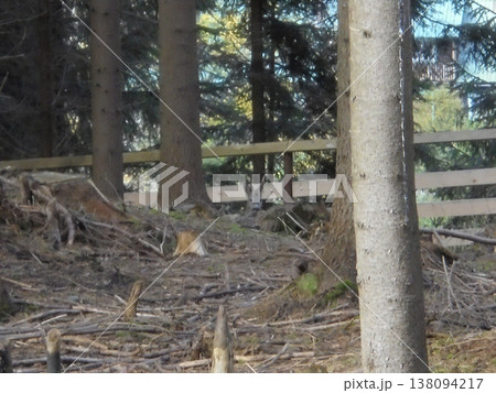 Blurry image of forest in game park in Bila village, roe deer in the distance. 138094217