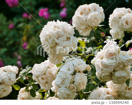 Creamy White Rose Clusters in Bloom, Lush Garden Floral Background 138094240