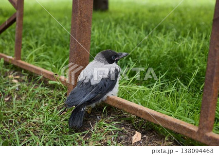 Bird inspecting camera lens, Alert hooded crow on grassy roadside 138094468