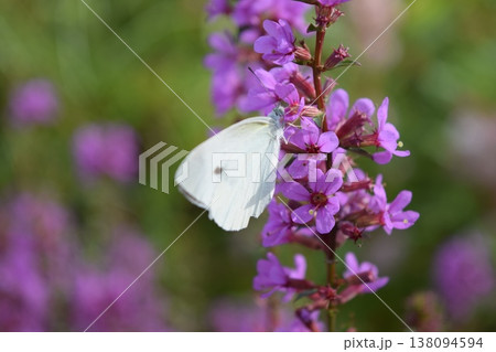 花とモンシロチョウ 138094594