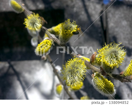 Willow Twig Blossoms During Spring Bloom in a Garden Setting Near Stone Steps 138094852