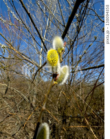 Willow Twig Blossoms Opening in Spring Under Clear Blue Skies in a Natural Setting Willow Twig Blossoms Opening in Spring Under Clear Blue Skies in a Natural Setting 138094858