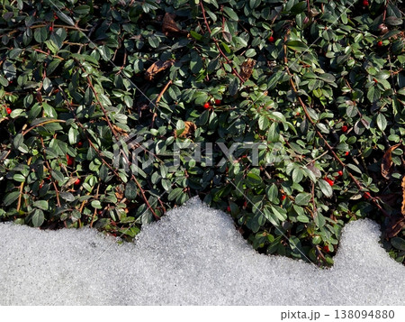 Cotoneaster Plants Growing in Snow During Spring Season Cotoneaster Plants Growing in Snow During Spring Season 138094880