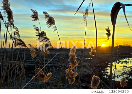Evening Scene With Reeds at Sunset Near a Wetland Area in the Countryside Evening Scene With Reeds at Sunset Near a Wetland Area in the Countryside 138094890