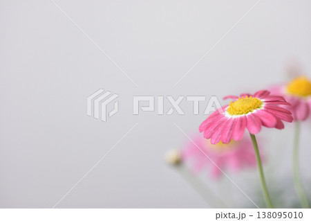 マーガレット 138095010