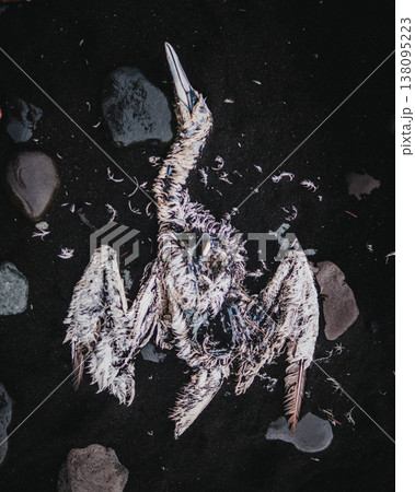 Remains of a bird on the black sand of Diamond Beach, South Iceland. Remains of a bird on the black sand of Diamond Beach, South Iceland. 138095223