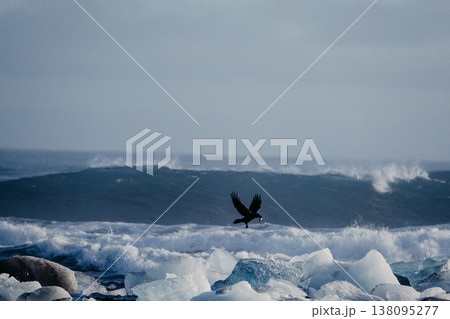 Bird in flight over glacial ice on Diamond Beach with waves in the background, South Iceland. Bird in flight over glacial ice on Diamond Beach with waves in the background, South Iceland. 138095277