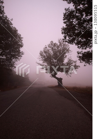 foggy day and trees foggy day and trees 138095515