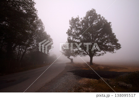 foggy day and trees foggy day and trees 138095517
