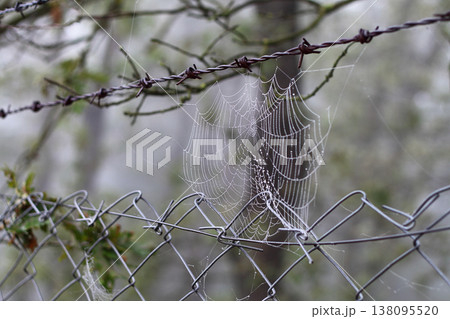 close up spider web close up spider web 138095520