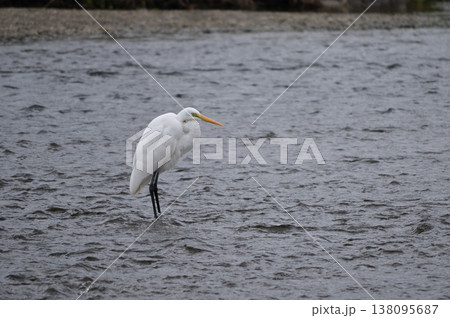 浅瀬に佇むダイサギ／静かな水辺の白い鳥 138095687