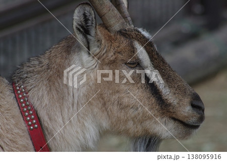 優しい表情のヤギ 138095916