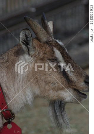 優しい表情のヤギ 138095918