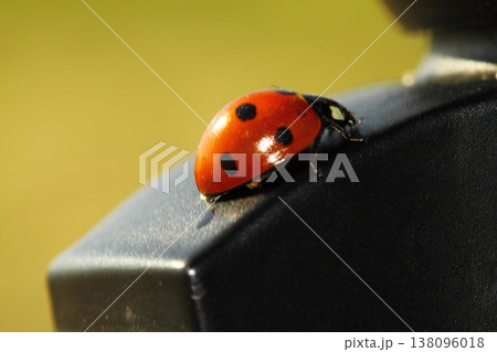 close up ladybug 138096018