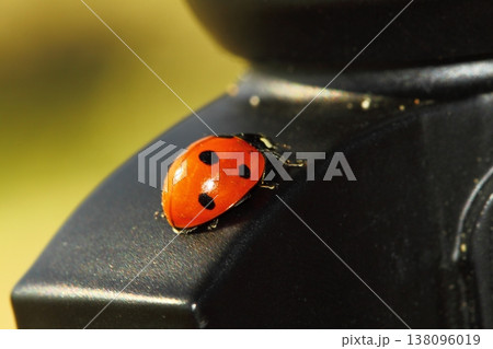 close up ladybug 138096019