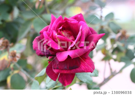red rose in the garden 138096038