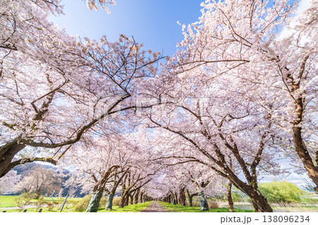 「岩手県」満開の桜咲く北上展勝地　北上市 138096234