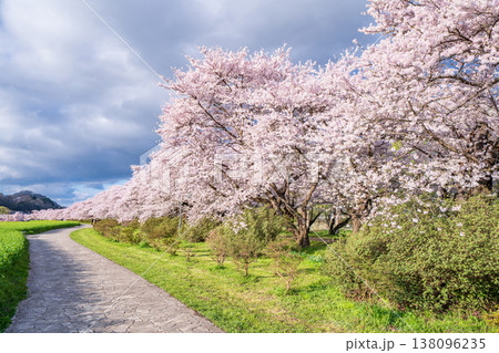 「岩手県」満開の桜咲く北上展勝地　北上市 138096235